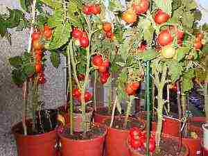 Большой урожай томатов в домашних условиях