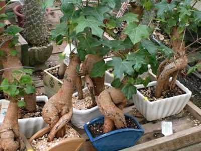 Суккулент брахихитон (дерево счастья): особенности выращивания