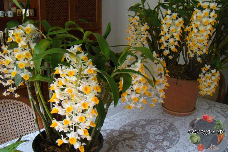 Орхидея дендробиум: описание, размножение и уход