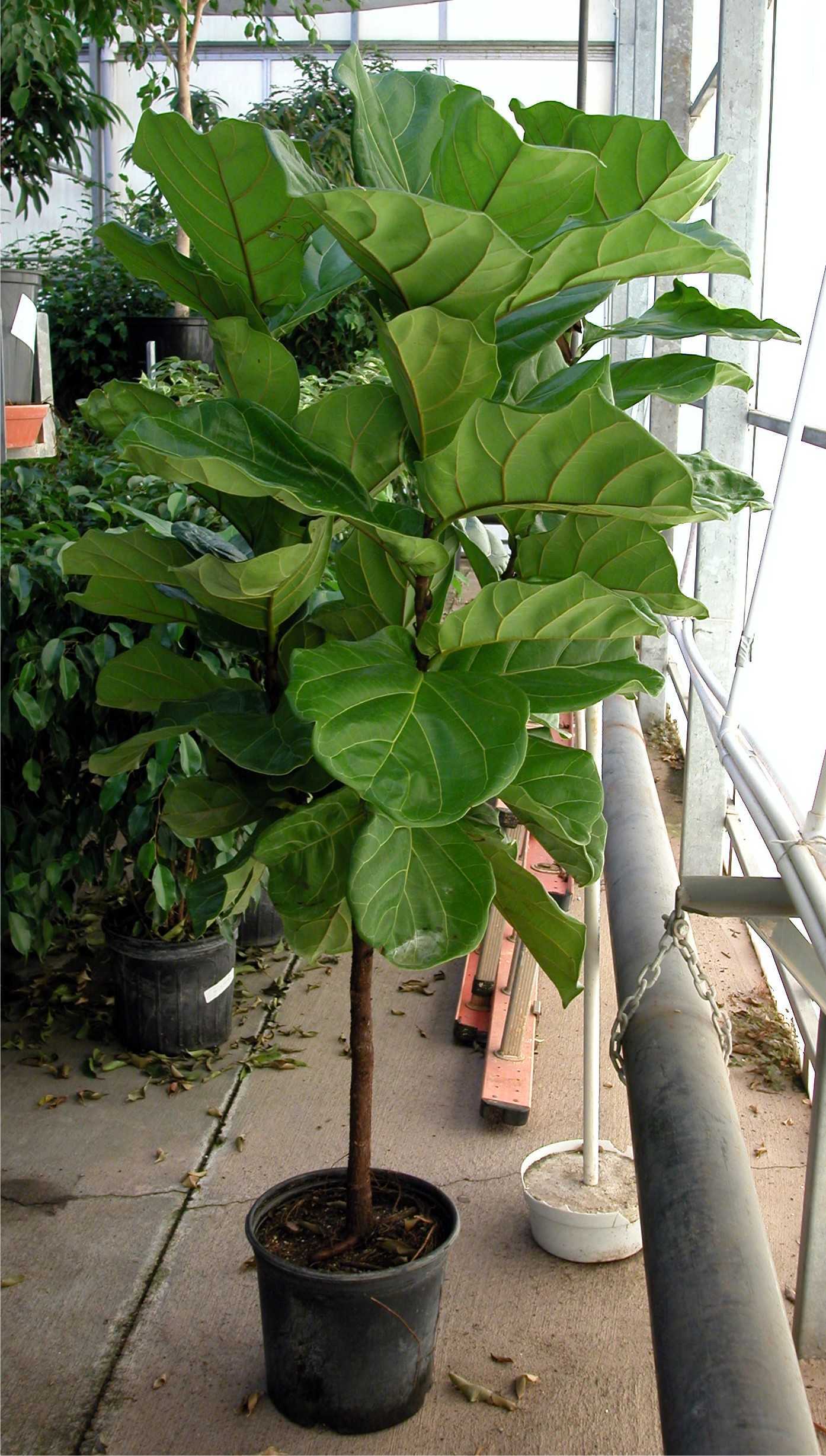 Комнатное растение фикус: фото, условия выращивания, уход в домашнем условиях, размножение фикуса