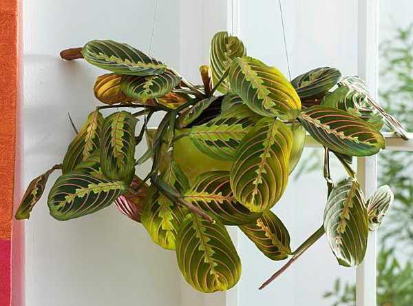Маранта трехцветная: молитвенное растение (и другие виды с фото)
