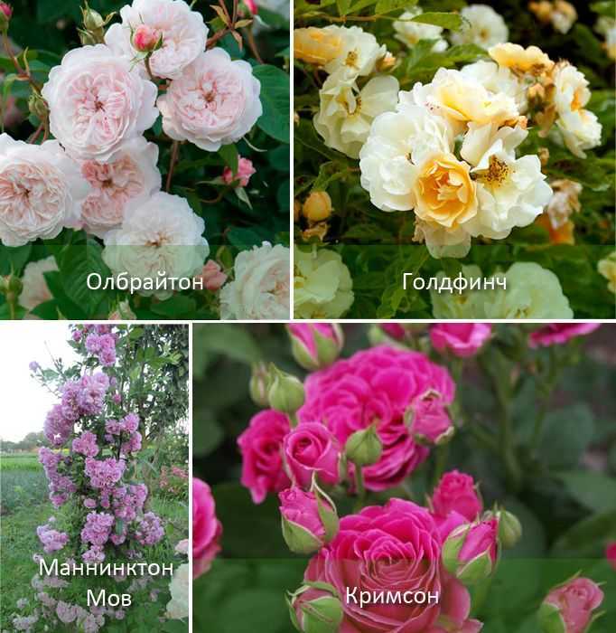 Что такое бордюрные розы и какие сорта являются самыми популярными?