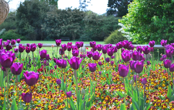 Правильное выращивание тюльпанов: посадка и уход - Проект "Цветочки" - для цветоводов начинающих и профессионалов