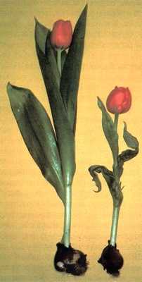 Вредители и болезни  тюльпанов