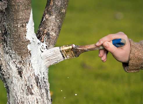 Побелка садовых деревьев: состав раствора, инструкция