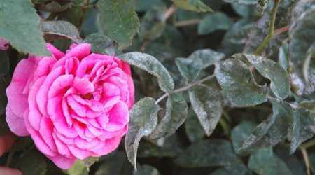 Выращивание садовых роз: основные правила ухода