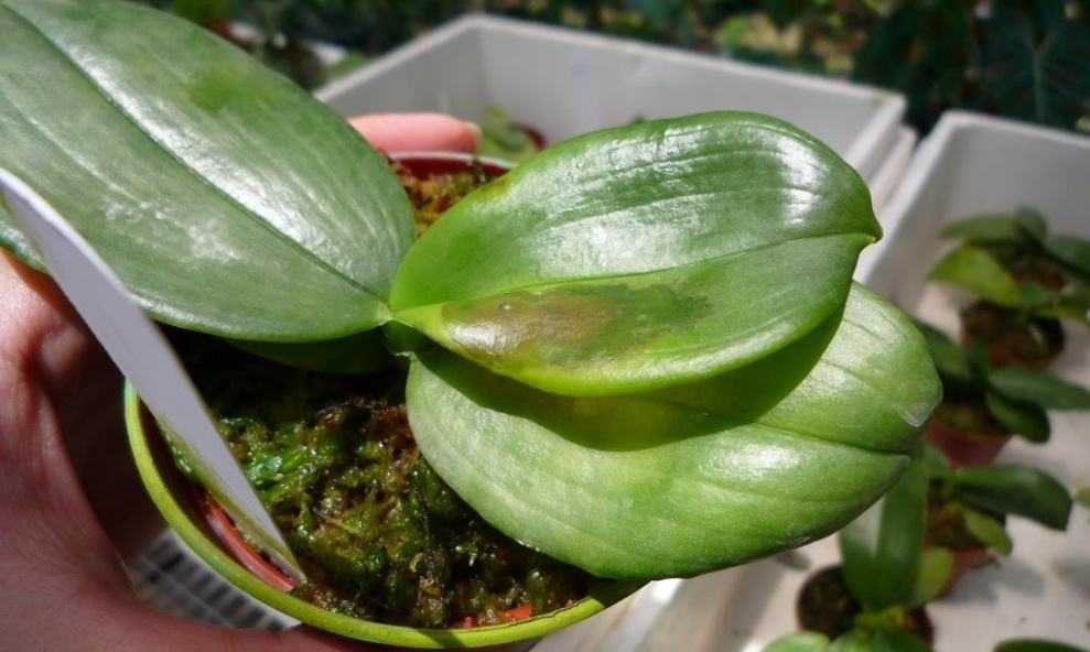 Болезни орхидей фаленопсис на листьях с фото