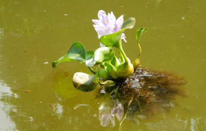 Посадка водного гиацинта и уход за ним зимой и летом