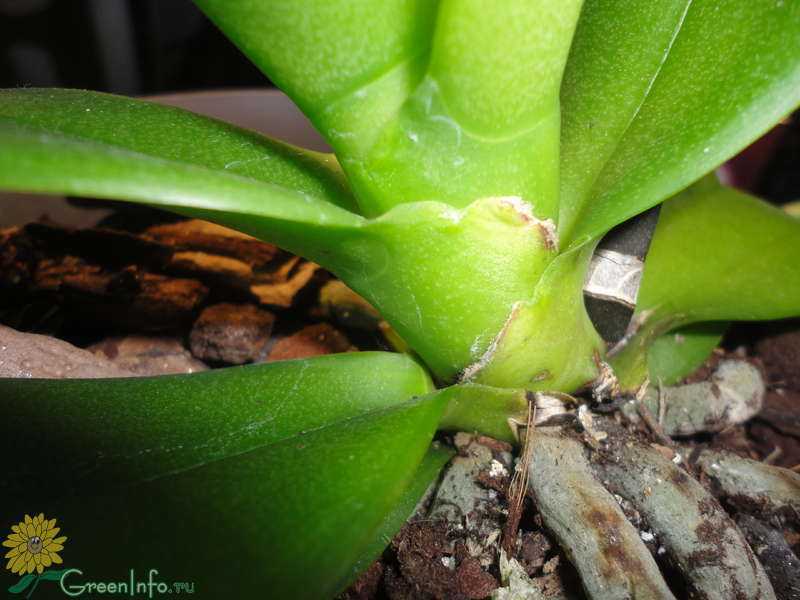 Как спасти орхидею без листьев, но с корнями, которые зеленые и живы, можно ли реанимировать при сгнившей или засохшей верхушке и видео о выращивании