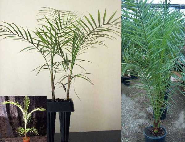 Пальма трахикарпус: уход в домашних условиях, размножение, виды: форчуна (фото)