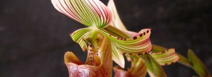 ᐉ орхидея пафиопедилум: уход в домашних условиях, виды и пересадка, размножение