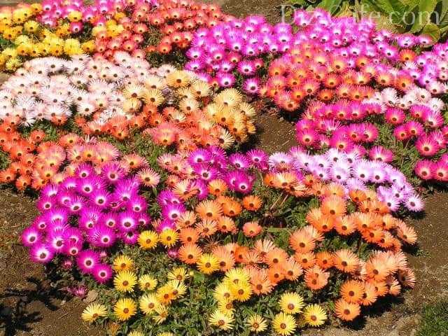 Мезембриантемум - очень красивый цветок Он используется в ландшафтном дизайне, выращивается садоводами на участках Вырастить его из семян не составляет