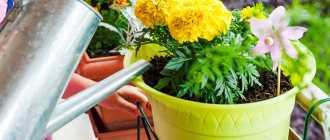 Как ухаживать за кактусом в домашних условиях: размножение, пересадка, полив