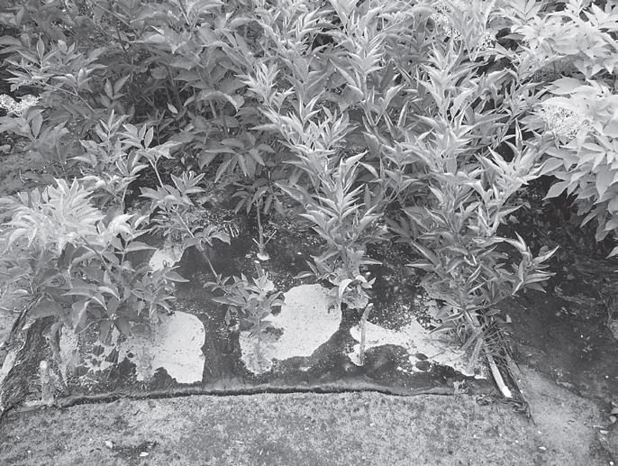 Размножение хризантем черенкованием и делением куста