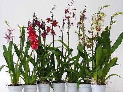 Камбрия: уход в домашних условиях, полезные рекомендации по выращиванию цветка