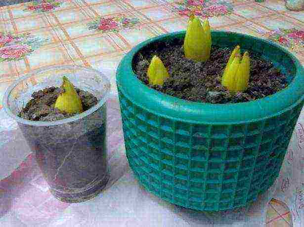 Выращивание ботанических тюльпанов и сорта растений