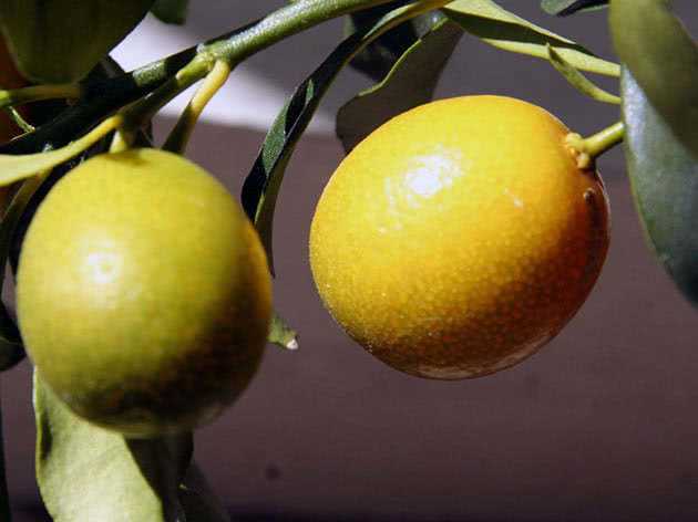 Лимон: выращивание из косточки