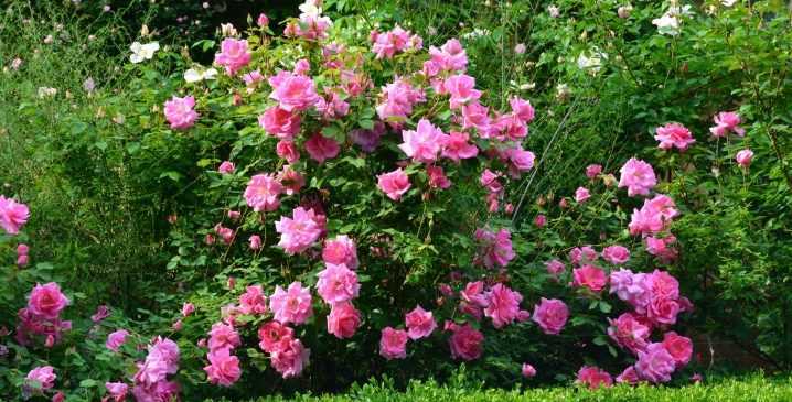 Кустовые розы - выращивание, посадка и уход