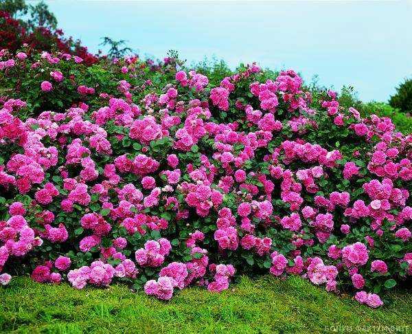 Почвопокровные розы: описание, особенности посадки и дальнейшего ухода, способы размножения + 10 лучших сортов