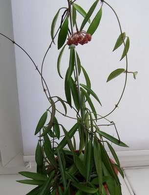 Ахименес: правила ухода, выращивания в домашних условиях, как ухаживать и выращивать цветок из семян