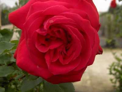 Описание раннецветущей плетистой розы сорта голден шауэрс: особенности растения