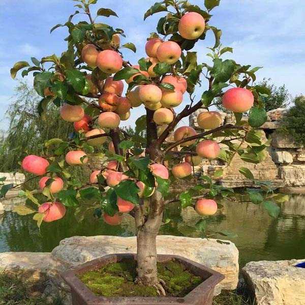Яблоня: выращивание в саду, виды и сорта