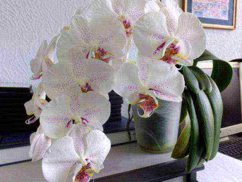 Как пересаживать орхидею: особенности ухода и выращивания, грунт, советы