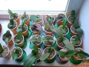 Цитокининовая паста для орхидей: инструкция, зачем и как использовать
