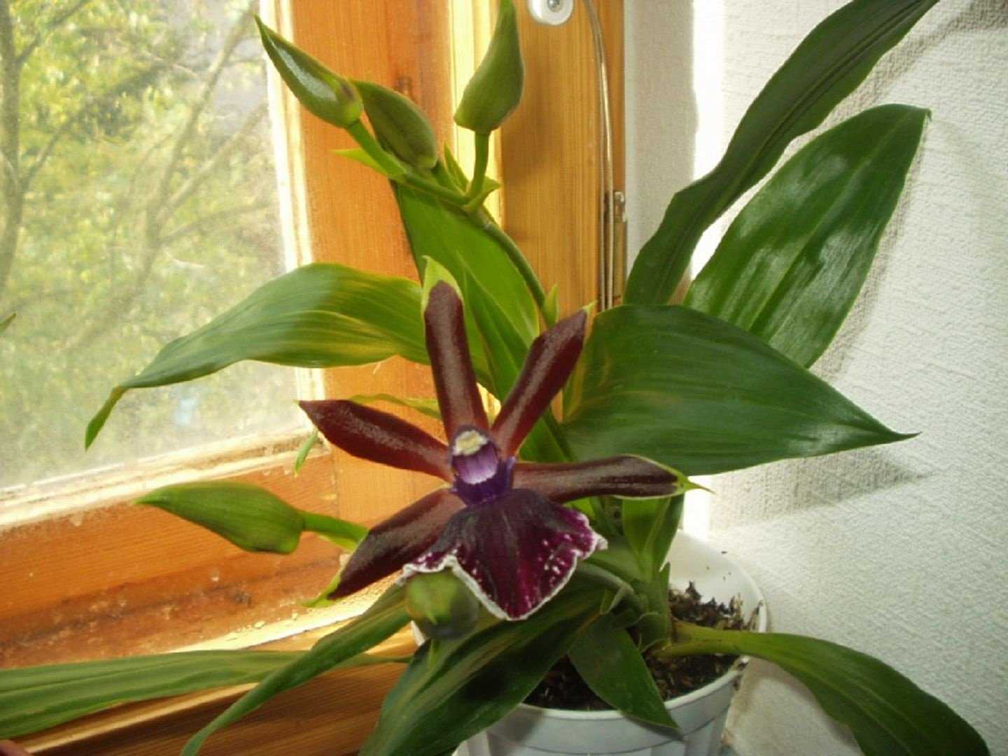 Орхидея зигопеталум: описание, особенности сорта, правильный уход