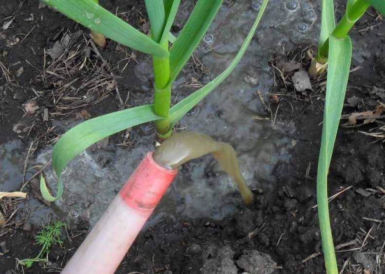 Выращивание чеснока в открытом грунте: озимые и яровые сорта