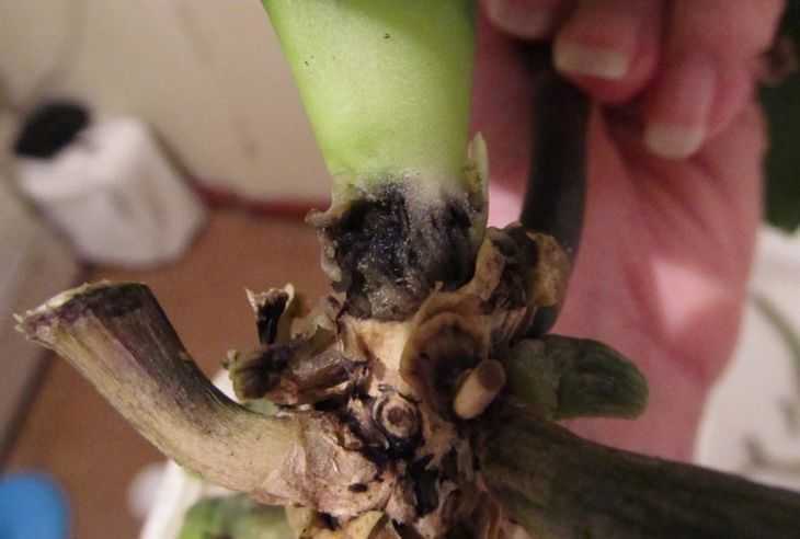 Болезни орхидей фаленопсис и их лечение с фото, а также вредители: обработка фитоспорином, видео про уход в домашних условиях, и что делать, если цветок замерз
