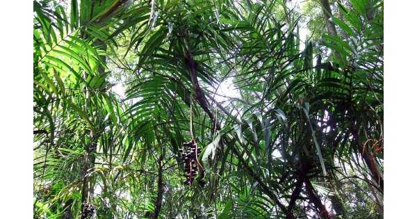 Хамедорея - уход в домашних условиях, фото, пересадка пальмы, болезни, выращивание из семян