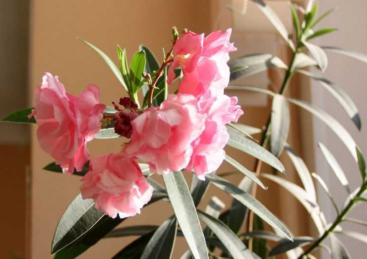 Цветок олеандр уход и выращивание в домашних условиях, фото видов, обрезка и размножение