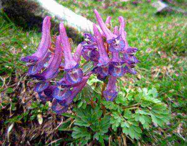 Цветок хохлатка: фото и описание, посадка и уход в открытом грунте
