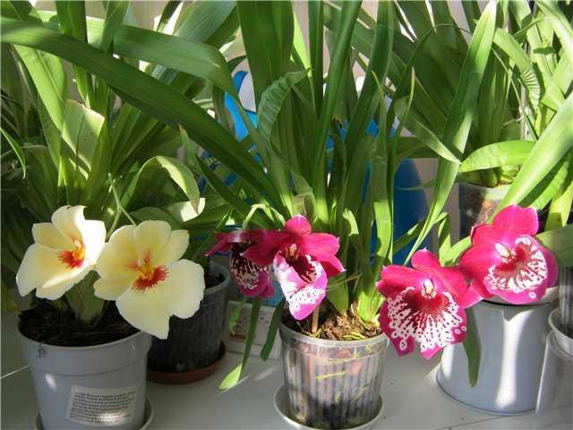 Мильтония – фото, уход и пересадка орхидеи в домашних условиях