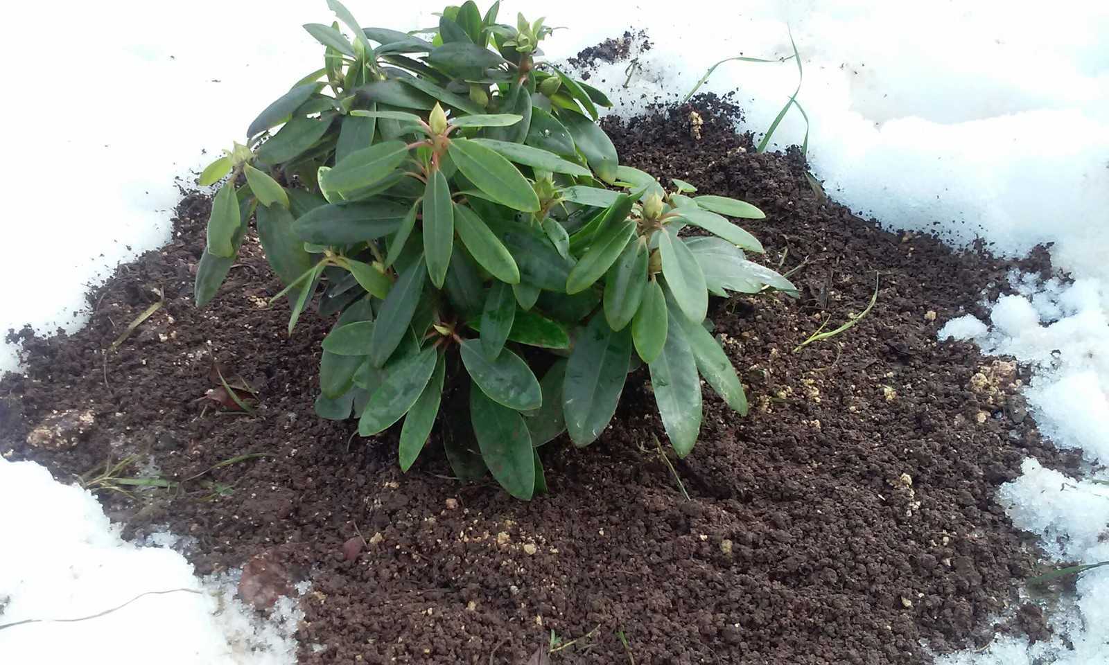Когда укрывать рододендрон на зиму. как укрыть на зиму вечнозеленые рододендроны?