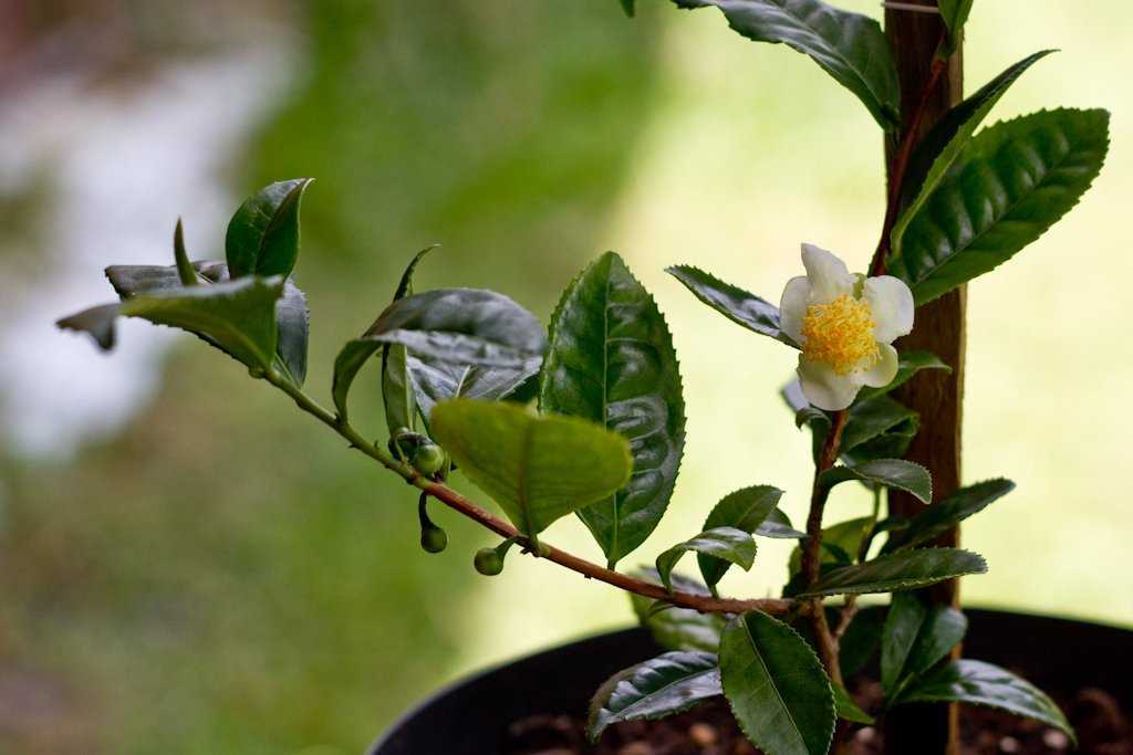 Чайное дерево или малалеука (melaleuca). уход и выращивание дома.