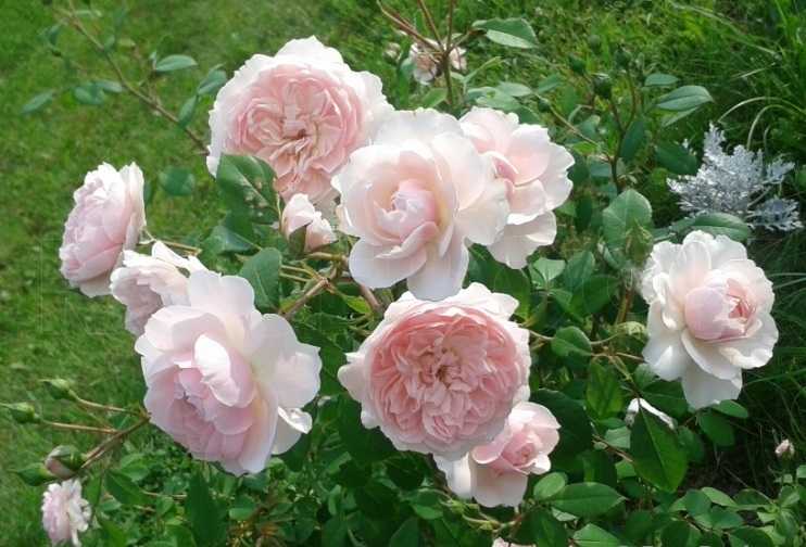 Садовая роза флорибунда, характеристики сортов с описанием и фото, цветение и описание цветка, особенности выращивания и ухода