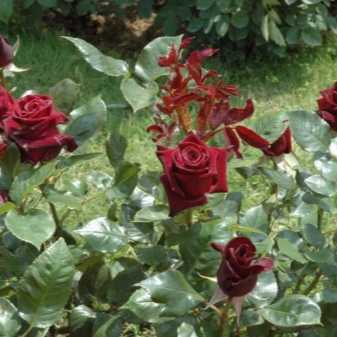 Плетистый английский сорт голден селебрейшен: как выращивать розу остина