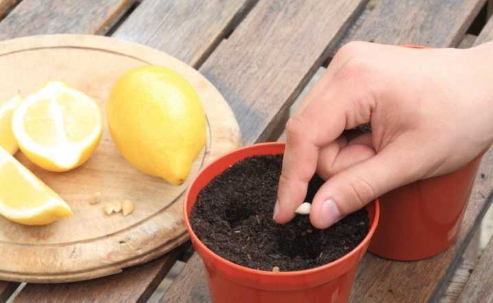 Лимоны в домашних условиях: правила выращивания | good-tips.pro