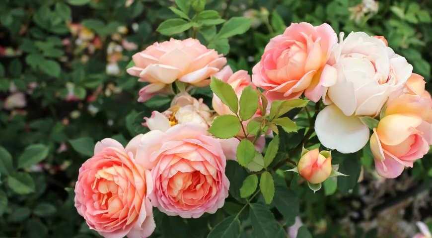 Чайно-гибридный сорт розы парадиз, описание, фото и условия успешного выращивания | о розе