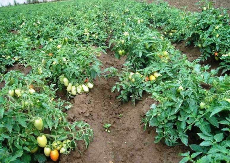 Посадка томатов на рассаду – выращивание рассады томатов в домашних условиях