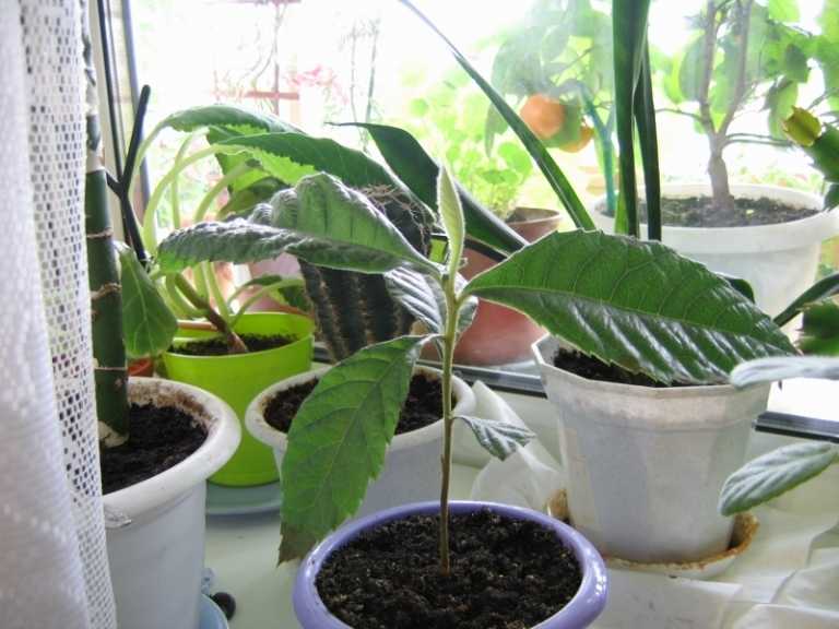 Дерево мушмула: фото, как посадить и вырастить в домашних условиях цветок и получить ягоды