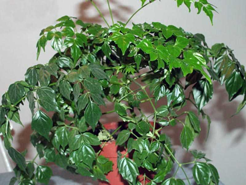 Цветок радермахера (radermachera): уход в домашних условиях, размножение изумрудного дерева, китайская (синика)