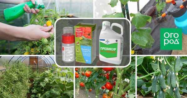 Фунгицид превикур энерджи инструкция по применению, отзывы, состав, как приготовить рабочий раствор для томатов, огурцов, цветов
