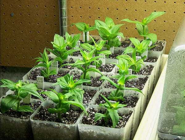 Циния - выращивание из семян в домашних условиях и в открытый грунт
