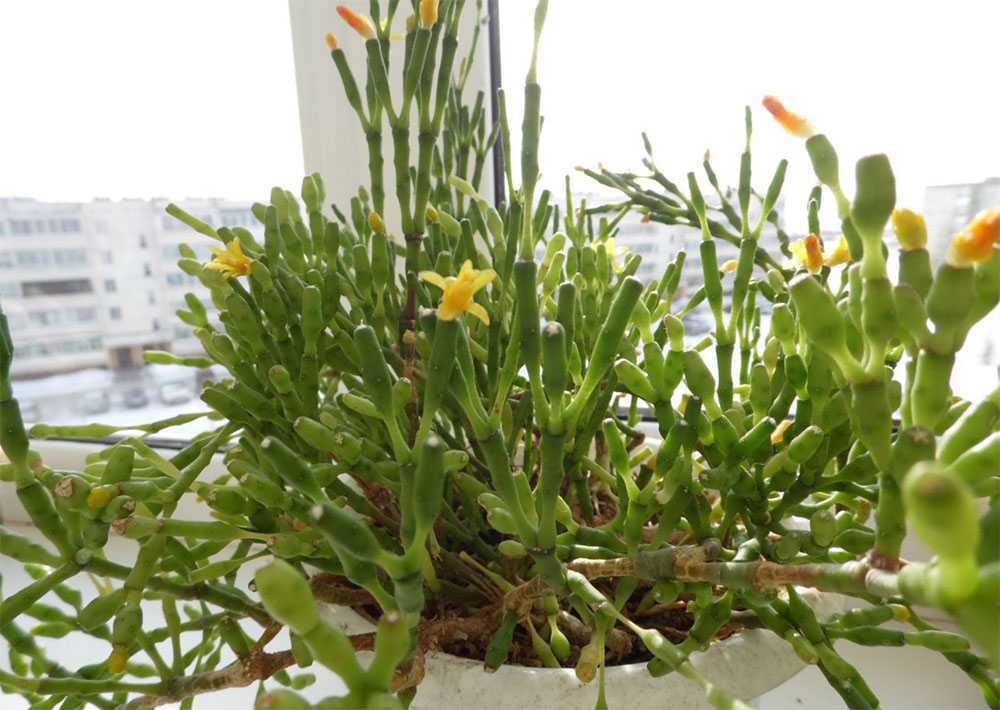 Кактус хатиора: фото цветка, уход и размножение в домашних условиях, формирование растения