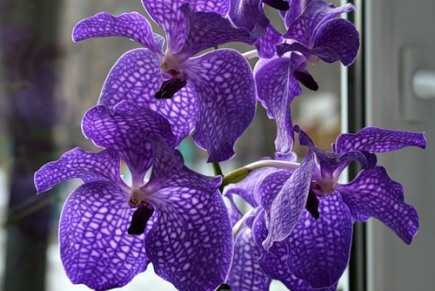 Сорта фаленопсисов: валенсия, ванда, whitney, whiwc, описание и фото орхидей