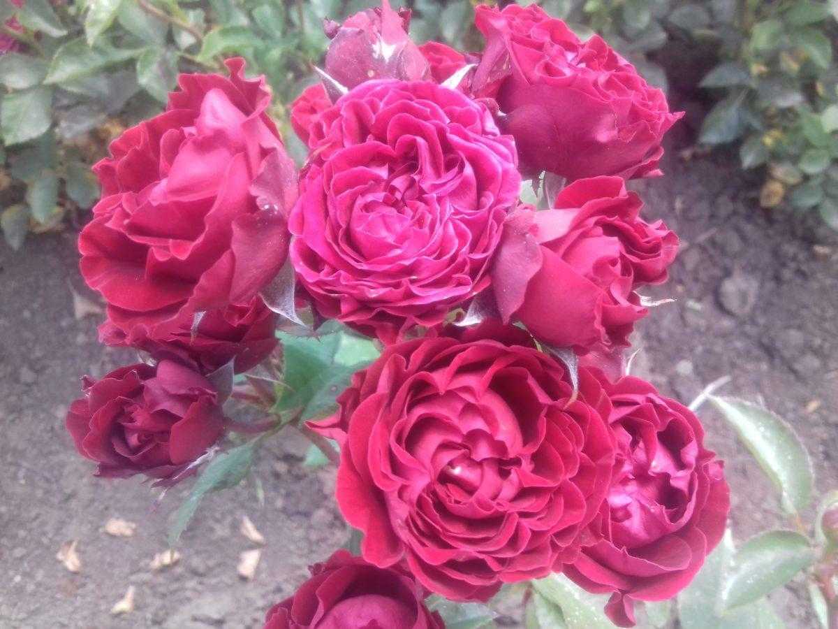 Кустовые розы: описание сортов и советы по обрезке