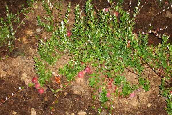 Клюква садовая - выращивание и уход на открытом грунте. особенности посадки клюквы в теплице (85 фото)